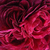 Lila - Történelmi - gallica rózsa - Charles de Mills